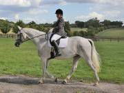 Image 355 in OPTIMUM EVENT MANAGEMENT. DRESSAGE. EASTON PARK STUD. 25TH AUGUST 2018