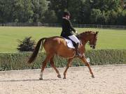 Image 459 in OPTIMUM EVENT MANAGEMENT. DRESSAGE. EASTON PARK STUD. 25TH AUGUST 2018