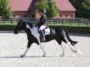 Image 76 in OPTIMUM EVENT MANAGEMENT. DRESSAGE. EASTON PARK STUD. 25TH AUGUST 2018