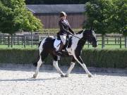 Image 78 in OPTIMUM EVENT MANAGEMENT. DRESSAGE. EASTON PARK STUD. 25TH AUGUST 2018