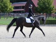 Image 93 in OPTIMUM EVENT MANAGEMENT. DRESSAGE. EASTON PARK STUD. 25TH AUGUST 2018