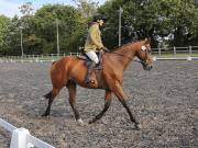 Image 111 in OPTIMUM EVENT MANAGEMENT. DRESSAGE AT GROVE HOUSE FARM. 9th SEPTEMBER 2018