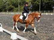 Image 166 in OPTIMUM EVENT MANAGEMENT. DRESSAGE AT GROVE HOUSE FARM. 9th SEPTEMBER 2018