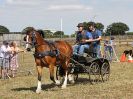 Image 110 in BROADLAND CARRIAGE DRIVING CLUB 22 JULY 2018