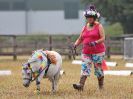 Image 2 in BROADLAND CARRIAGE DRIVING CLUB 22 JULY 2018