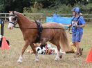 Image 22 in BROADLAND CARRIAGE DRIVING CLUB 22 JULY 2018