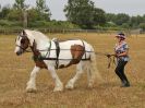 Image 23 in BROADLAND CARRIAGE DRIVING CLUB 22 JULY 2018