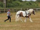 Image 24 in BROADLAND CARRIAGE DRIVING CLUB 22 JULY 2018