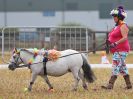 Image 3 in BROADLAND CARRIAGE DRIVING CLUB 22 JULY 2018