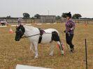 Image 32 in BROADLAND CARRIAGE DRIVING CLUB 22 JULY 2018