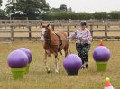 Image 65 in BROADLAND CARRIAGE DRIVING CLUB 22 JULY 2018