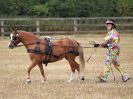 Image 7 in BROADLAND CARRIAGE DRIVING CLUB 22 JULY 2018