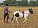 Image 8 in BROADLAND CARRIAGE DRIVING CLUB 22 JULY 2018