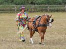Image 9 in BROADLAND CARRIAGE DRIVING CLUB 22 JULY 2018