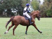 Image 97 in BECCLES AND BUNGAY RIDING CLUB. HUNTER TRIAL. 14TH. OCTOBER 2018