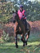 Image 90 in ANGLIAN DISTANCE RIDERS. BRANDON. 28TH OCTOBER 2018.