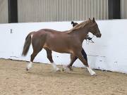 Image 126 in BROADS EQUESTRIAN CENTRE. 10TH NOVEMBER 2018