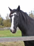 Image 134 in BROADS EQUESTRIAN CENTRE. 10TH NOVEMBER 2018