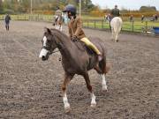 Image 138 in BROADS EQUESTRIAN CENTRE. 10TH NOVEMBER 2018