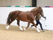 Image 15 in BROADS EQUESTRIAN CENTRE. 10TH NOVEMBER 2018