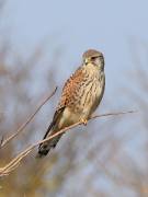 KESTREL