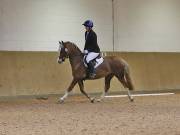 Image 106 in OPTIMUM EVENT MANAGEMENT. DRESSAGE AT MARTLEY HALL STUD. 25 NOV. 2018