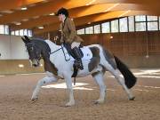 Image 139 in OPTIMUM EVENT MANAGEMENT. DRESSAGE AT MARTLEY HALL STUD. 25 NOV. 2018