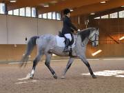 Image 146 in OPTIMUM EVENT MANAGEMENT. DRESSAGE AT MARTLEY HALL STUD. 25 NOV. 2018