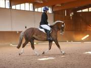 Image 151 in OPTIMUM EVENT MANAGEMENT. DRESSAGE AT MARTLEY HALL STUD. 25 NOV. 2018