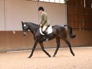 Image 196 in OPTIMUM EVENT MANAGEMENT. DRESSAGE AT MARTLEY HALL STUD. 25 NOV. 2018