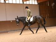 Image 198 in OPTIMUM EVENT MANAGEMENT. DRESSAGE AT MARTLEY HALL STUD. 25 NOV. 2018