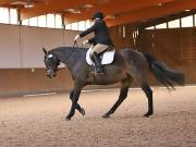 Image 209 in OPTIMUM EVENT MANAGEMENT. DRESSAGE AT MARTLEY HALL STUD. 25 NOV. 2018