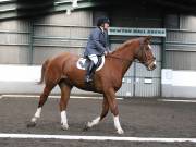 Image 88 in NEWTON HALL EQUITATION. DRESSAGE. 2ND DECEMBER 2018.