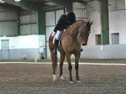 Image 11 in NEWTON HALL EQUITATION LTD. DRESSAGE. 12 JAN. 2019