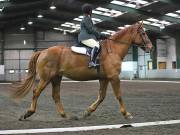 Image 14 in NEWTON HALL EQUITATION LTD. DRESSAGE. 12 JAN. 2019