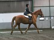 Image 237 in NEWTON HALL EQUITATION LTD. DRESSAGE. 12 JAN. 2019