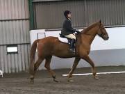 Image 240 in NEWTON HALL EQUITATION LTD. DRESSAGE. 12 JAN. 2019