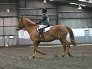 Image 241 in NEWTON HALL EQUITATION LTD. DRESSAGE. 12 JAN. 2019