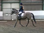 Image 46 in NEWTON HALL EQUITATION LTD. DRESSAGE. 12 JAN. 2019