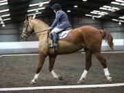 Image 59 in NEWTON HALL EQUITATION LTD. DRESSAGE. 12 JAN. 2019