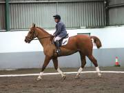 Image 64 in NEWTON HALL EQUITATION LTD. DRESSAGE. 12 JAN. 2019