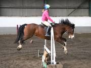 Image 11 in NEWTON HALL EQUITATION. ARENA EVENTING. 9. FEB. 2019