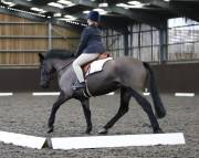 Image 143 in DRESSAGE AT WORLD HORSE WELFARE. 2ND. MARCH 2019