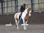 Image 164 in DRESSAGE AT WORLD HORSE WELFARE. 2ND. MARCH 2019