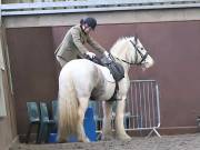 Image 211 in DRESSAGE AT WORLD HORSE WELFARE. 2ND. MARCH 2019