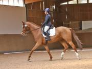 Image 112 in MARTLEY HALL STUD  17 MARCH 2019