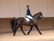 Image 34 in MARTLEY HALL STUD 17 MARCH 2019