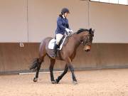 Image 48 in MARTLEY HALL STUD 17 MARCH 2019