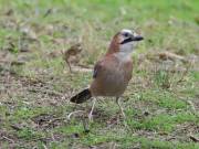 Image 1 in JAYS AND OTHER CORVIDS FROM MY GARDEN HIDE AND BEYOND..