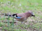 Image 11 in JAYS AND OTHER CORVIDS FROM MY GARDEN HIDE AND BEYOND..